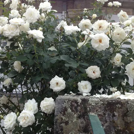 Dom wakacyjny Solar Da Roseira