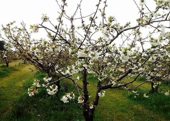 Hébergement de vacances Solar Da Roseira *